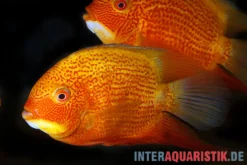 Augenfleck-Buntbarsch, Heros severus "Red spotted"