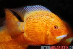 Augenfleck-Buntbarsch, Heros severus "Red spotted"