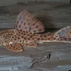 Augenflecken-Trugschilderwels, L36, Ancistomus spilomma sp. RIO ARAGUAIA