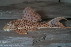 Augenflecken-Trugschilderwels, L36, Ancistomus spilomma sp. RIO ARAGUAIA