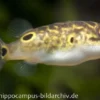 Augenfleck-Kugelfisch, Tetraodon biocellatus