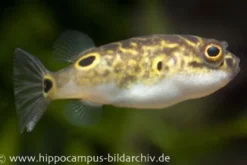 Augenfleck-Kugelfisch, Tetraodon biocellatus