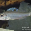 Augenfleck Maulbrüter, Ectodus descampsii, DNZ