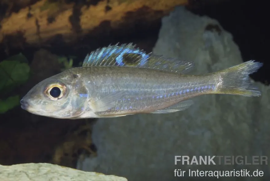 Augenfleck Maulbrüter, Ectodus descampsii, DNZ