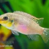 Augenfleck-Prachtbarsch, Pelvicachromis subocellatus