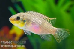 Augenfleck-Prachtbarsch, Pelvicachromis subocellatus