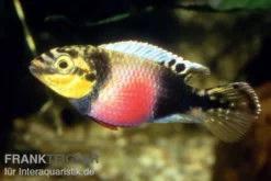 Augenfleck-Prachtbarsch, Pelvicachromis subocellatus