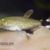 Augenflecksalmler, Aphyocharax paraguayensis (Minifisch)