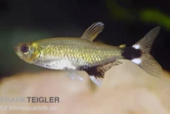 Augenflecksalmler, Aphyocharax paraguayensis (Minifisch)