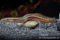 Augenfleckstachelaal, Macrognatus aculeatus, 7-10 cm