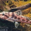 Augenfleckwels, Auchenoglanis occidentalis (Giraffenwels)