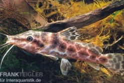 Augenfleckwels, Auchenoglanis occidentalis (Giraffenwels)