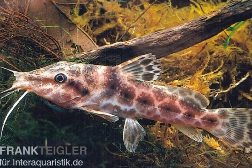 Augenfleckwels, Auchenoglanis occidentalis (Giraffenwels)