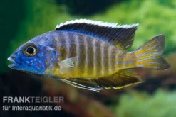 Aulonocara hueseri "Likoma", DNZ