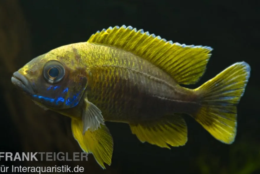 Aulonocara jacobfreibergi "Mamelela", 6-9 cm DNZ