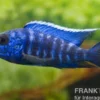 Aulonocara nyassae "Blue", ca. 4-5 cm
