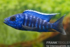 Aulonocara nyassae "Blue", ca. 4-5 cm