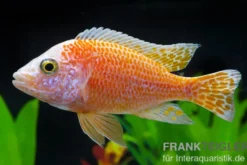 Aulonocara nyassae "Pink"