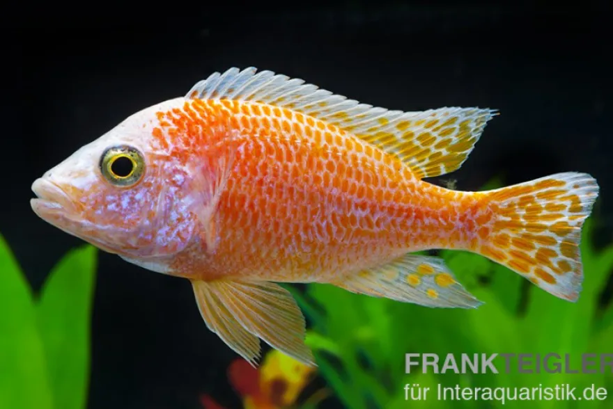 Aulonocara nyassae "Pink"