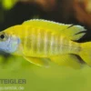 Aulonocara nyassae "Yellow"