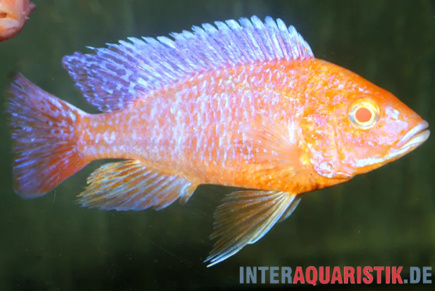 Aulonocara spec. Dragon Blood albino, DNZ