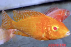 Aulonocara spec. Dragon Blood albino, DNZ