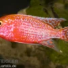 Aulonocara spec. Firefish, 7-9 cm DNZ