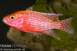 Aulonocara spec. Firefish, 7-9 cm DNZ