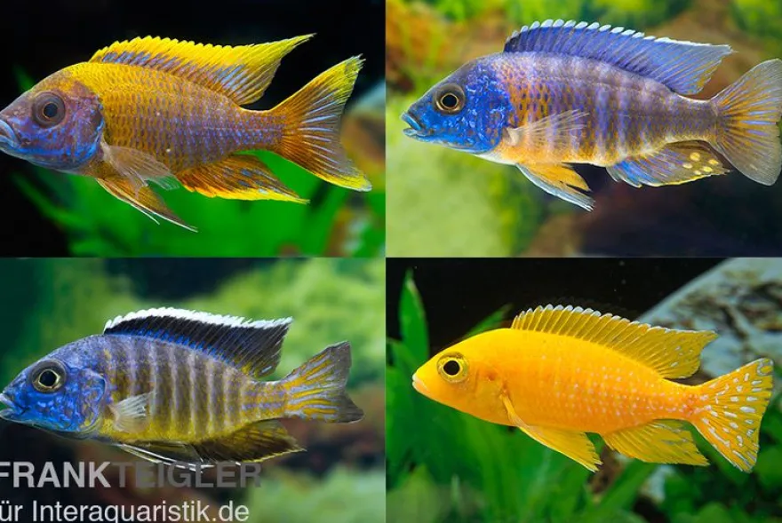 Aulonocara spec. im MIX, DNZ