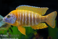 Aulonocara spec. Red Rubin, DNZ