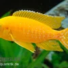 Aulonocara spec. Safran, 6-8 cm DNZ