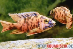 Aulonocara sp. "Orange Blotched"