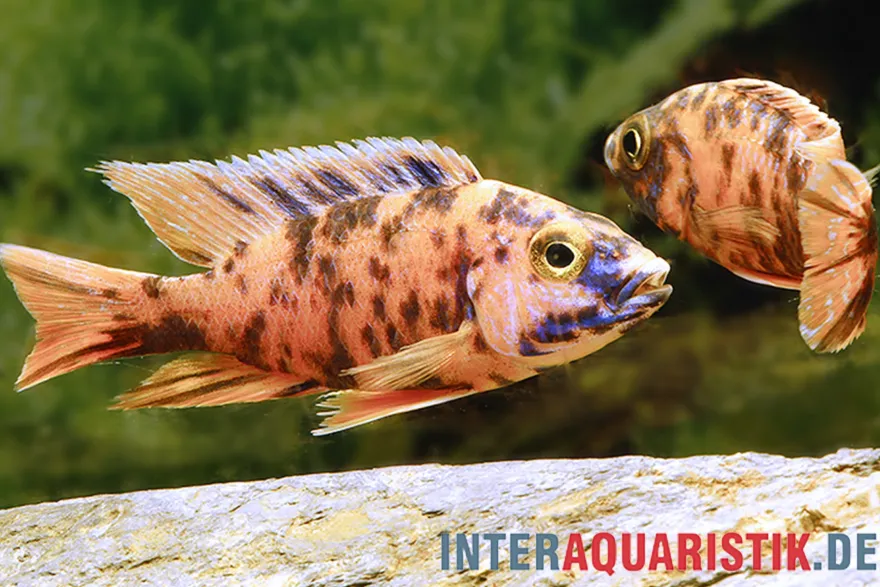 Aulonocara sp. "Orange Blotched"