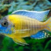 Aulonocara steveni BLUE NEON HAI REEF , DNZ