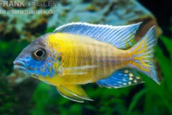 Aulonocara steveni BLUE NEON HAI REEF , DNZ