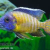 Aulonocara steveni "Hongi", 5-7 cm DNZ