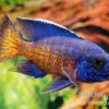 Aulonocara stuartgranti "Ngara", 5-8 cm DNZ