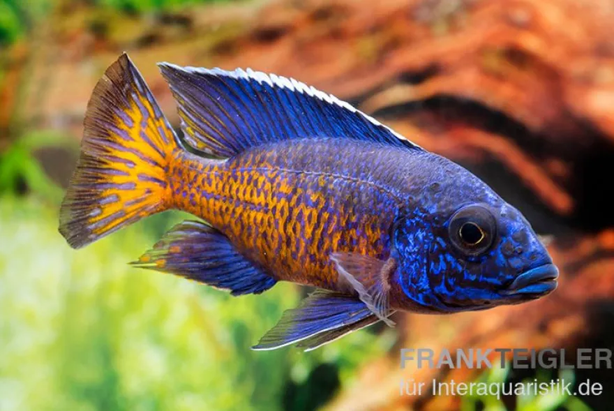 Aulonocara stuartgranti "Ngara", 5-8 cm DNZ