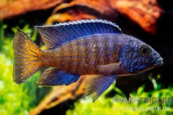 Aulonocara stuartgranti "Ngara", 5-8 cm DNZ