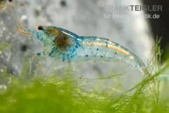 Aura Blue Garnele, Neocaridina davidi "Aura Blue"