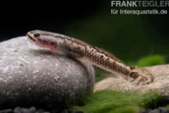 Aureofuscus-Grundel, Stiphodon aureofuscus, 1 Paar