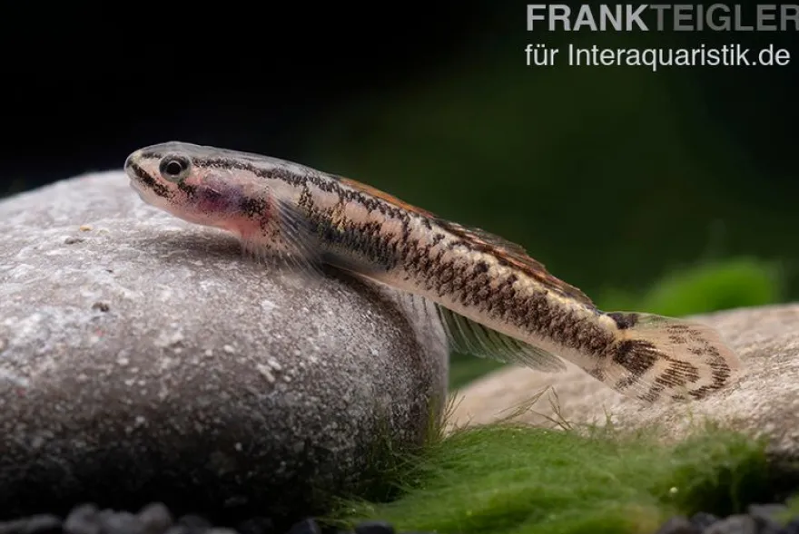 Aureofuscus-Grundel, Stiphodon aureofuscus, 1 Paar