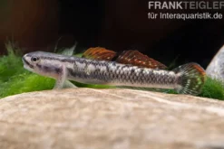 Aureofuscus-Grundel, Stiphodon aureofuscus, 1 Paar
