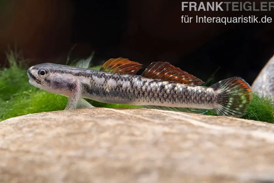 Aureofuscus-Grundel, Stiphodon aureofuscus, 1 Paar