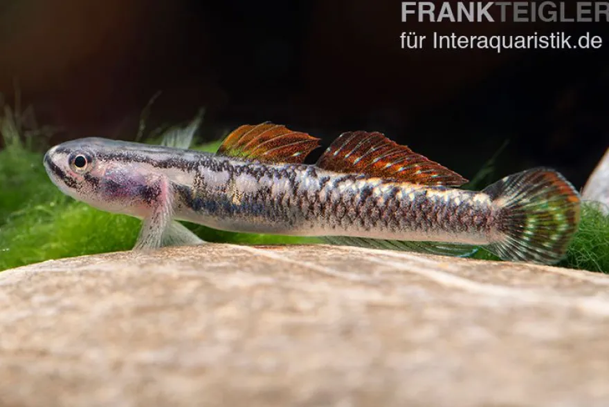 Aureofuscus-Grundel, Stiphodon aureofuscus, 1 Paar