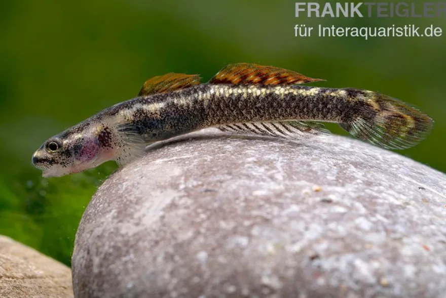 Aureofuscus-Grundel, Stiphodon aureofuscus, 1 Paar