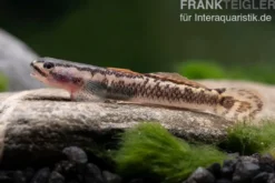 Aureofuscus-Grundel, Stiphodon aureofuscus, 1 Paar