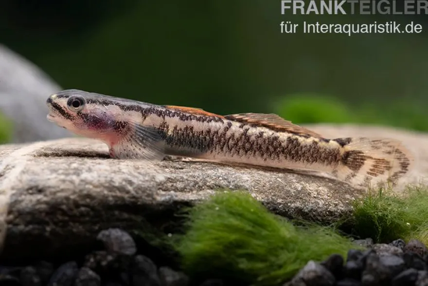Aureofuscus-Grundel, Stiphodon aureofuscus, 1 Paar