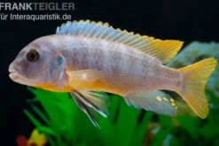Aurora-Felsenbuntbarsch, Pseudotropheus aurora, DNZ