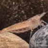 Australische Amanogarnele, Caridina typus (Rarität)